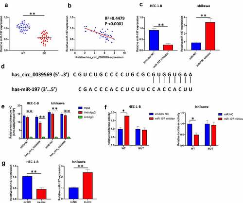 Figure 5. Hsa_circ_0039569 acts as a sponge of miR-197. (a) Expression of miR-197 in normal tissues and endometrial carcinoma tissues was detected by qRT–PCR. (b) The correlation between miR-197 and hsa_circ_0039569 was assessed by Pearson’s correlation coefficient test. (c) MiR-197 was silenced in HEC-1-B cells and overexpressed in Ishikawa cells. (d) Illustration of the predictive binding site between miR-197 and hsa_circ_0039569. (e) RIP assay was performed to validate the direct binding of miR-197 and hsa_circ_0039569 on Ago2. (f) A dual luciferase reporter assay was performed to verify the interaction of miR-197 and hsa_circ_0039569. (g) Hsa_circ_0039569 was overexpressed in HEC-1-B cells and knocked down in Ishikawa cells. Expression of miR-197 was detected by qRT–PCR. * denoted P < 0.05, ** denoted P < 0.01.