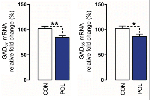 Figure 7. Prenatal immune activation reduces the mRNA levels of GAD67 and GAD65 in the medial prefrontal cortex (mPFC). The graphs depict the levels of normalized mRNA expression of GAD67 and GAD65 in control (CON) and poly(I:C)-exposed (POL) offspring. N(CON) = 10 and N(POL) = 7. *P< 0.05 and **P < 0.01. All values are means ± SEM.