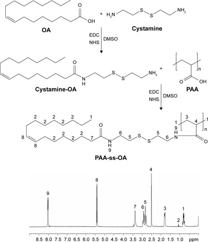 Figure 1 Synthesis route and 1H-NMR spectroscopy of PAA-ss-OA.Abbreviations: 1H-NMR, hydrogen-1 nuclear magnetic resonance; DMSO, dimethyl sulfoxide; EDC, 1-ethyl-3-(3-dimethylaminopropyl) carbodiimide; NHS, N-hydroxysuccinimide; OA, oleic acid; PAA, poly(acrylic acid); ss, cystamine.
