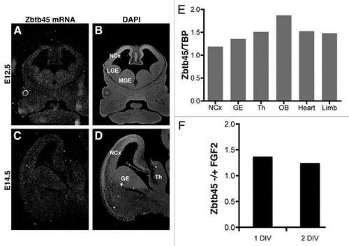 Figure 2 Ubiquitous expression of Zbtb45 mRNA in the developing mouse forebrain. (A and C) In situ hybridization histochemistry of coronal brain sections from embryonic mice revealed that Zbtb45 mRNA was present in the developing forebrain at (A) E12.5 and (C) E14.5. (B and D) DAPI staining on adjacent and same sections. (E) The ubiquitous expression pattern was further confirmed by qPCR analysis of Zbtb45 mRNA levels relative to TATA-binding protein in rat E15 cortex (neocortex; NCx), ganglionic eminences (GE; lateral GE—LGE, medial GE—MGE), thalamus (Th), olfactory bulb (OB), heart and forelimb (Limb), showing only minor regional variations. (F) RT-qPCR analysis of neural stem cells (NSCs) revealed that FGF2 withdrawal had little effect on the expression of Zbtb45 at 1 and 2 DIV. Bars represent the levels of Zbtb45 in FGF2-conditions relative to the levels in FGF2+ conditions. Results from representative experiments are shown (A–F).