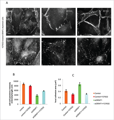 Figure 8. Inhibition of Rho kinase partially rescues the adhesion phenotype in GRAF1-depleted cells. (A) A gradual increase in cell-cell junction intensity (upper panel) and a decrease in focal adhesion area (lower panel) were seen during 10 to 60 min incubation of GRAF1-depleted cells with the Rho-kinase inhibitor Y27632 at a 10 µM final concentration. Immunofluorescence staining with anti-E-cadherin and anti-zyxin antibodies. Scale bar: 10 μm. (B) The average intensity of E-cadherin staining at the cell-cell junctions in the Y27632-treated GRAF1-depleted cells approached 65% of the E-cadherin intensity at the cell-cell contacts of control cells. (C) Focal adhesion area (visualized by staining with antibody to zyxin) in Y27632-treated GRAF1-depleted cells become similar to those seen in control cells treated with Y27632.