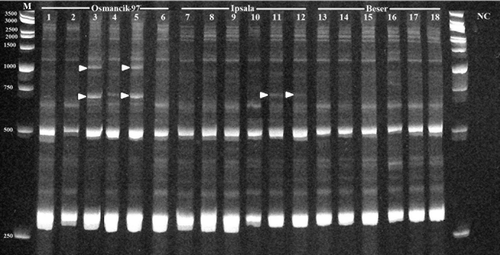 Figure 1. IRAP-PCR results of Hopi/Osr27 in O. sativa cvs.