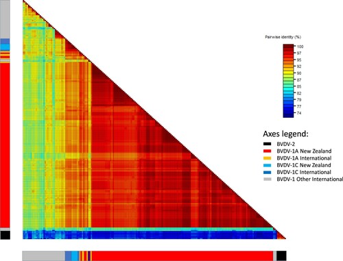 Figure 2. Heatmap showing percent identity between pairs of bovine viral diarrhoea virus (BVDV) 5′ UTR sequences. Sequences are aligned along the x and y axes and grouped into BVDV-2 and BVDV-1 subtypes 1a and 1c, of international and New Zealand origin, as shown in the bars below the map (see axis legend). Identity scores for each pairwise comparison are represented by coloured boxes with identity increasing from blue to red.