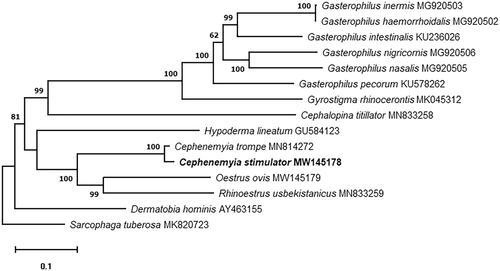 Figure 1. Maximum-likelihood phylogenetic tree based on the complete mitochondrial genomes of 13 Oestridae species and Sarcophaga tuberosa as out of group. Nodal numbers represent bootstrap support with 1000 bootstrap replicates.