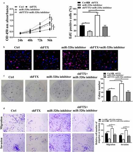 Figure 4. Knockdown of FTX inhibited RB progression through regulating miR-320a. WER1-RB1 cells were transfected with sh-FTX, miR-320a inhibitor, or co-transfected with sh-FTX and miR-320a inhibitor. (a) The cell viability was assessed by CCK-8 assay. (b and c) Cell proliferative rate was assessed by EdU staining assay (b) and colony formation assay (c). Scale bar = 40 μm. (d) Transwell assay. Scale bar = 100 μm. * p < 0.05, ** p < 0.01