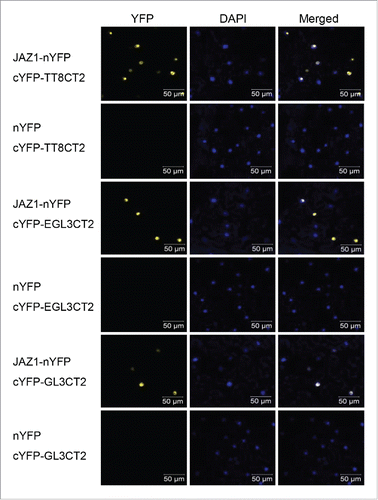 Figure 2. The CT2 domains of GL3, EGL3 and TT8 interact with JAZ1 in plant. GL3CT2, EGL3CT2 and TT8CT2 were fused with C-terminal fragment of YFP (cYFP), and JAZ1 was fused with N-terminal fragment of YFP (nYFP). Agrobacterium strains containing indicated constructs pairs were co-infiltrated into the N. benthamiana leaves. The nuclei were stained by DAPI, and YFP fluorescence was tested 50h after co-infiltration.