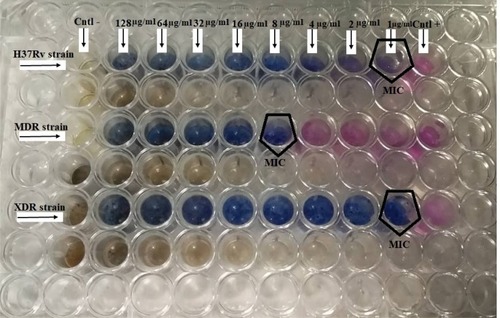 Figure 7 The MIC results of concentrations of 1 µg/mL to 128 µg/mL of 5Ag:5ZnO on H37Rv, MDR, and XDR strains of M. tuberculosis.