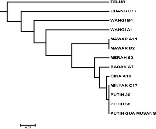 Figure 1. UPGMA dendrogram generated based on shared allele genetic distance of studied cultivar.