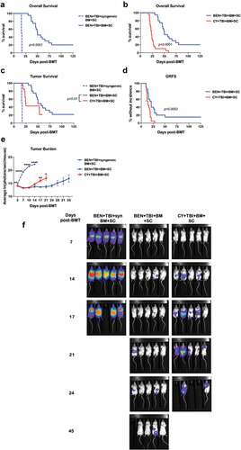 Figure 6. BEN-TBI preserves GvL. BALB/c recipient mice received 40 mg/kg BEN iv or 200 mg/kg CY ip on day −2, 400 cGy TBI on day −1, and 107 BM with 3 × 106 SC from naïve C57BL/6 mice on day 0 with 0.1 × 106 A20-luc tumor cells. (a) As a control, BEN-TBI conditioned mice received syngeneic BM and SC with A20-luc. Survival of BEN-TBI conditioned mice receiving an MHC-mismatched BMT and syngeneic BMT are shown, p < .0001. (b) Survival of BEN-TBI and CY-TBI conditioned mice receiving an MHC-mismatched BMT with A20-luc cells are shown, p < .0001. (c) Survival of BEN-TBI and CY-TBI conditioned mice receiving MHC-mismatched BMT with A20-luc are shown with deaths occurring without visible tumor censored. Only deaths with measurable tumor are included. BEN vs. CY p < .01. (d) Graft-versus-host disease free, relapse free survival (GRFS) is shown. A GvHD score ≥6 or visible tumor following day +8, as well as death, were considered incidents. % without incidence is shown. Pooled data from 4 experiments are shown, n = 10–20 mice/group. (e) Following BMT and A20-luc infusion, mice were imaged and luminescence was measured twice a week. Average ln(photons/sec/mouse) with SEM is shown. Representative data from 4 experiments is shown, n = 5 mice/group. * p < .05, ** p < .01. (f) Luminescent imaging representative of 4 experiments is shown, n = 5 mice/group.