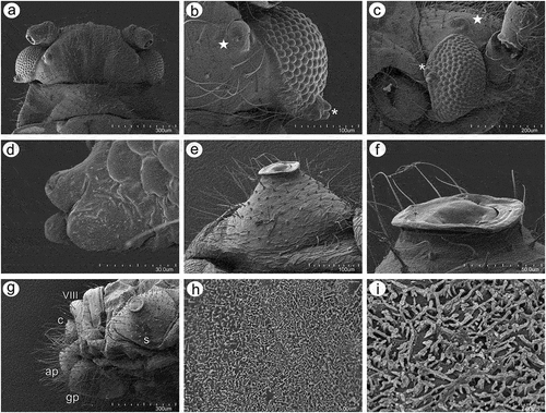 Figure 5. SEM of general morphological characters of alate viviparous female S. yushanensis: (a) head and pronotum, (b) dorsal side of head with large compound eye, lateral ocellus (star) and triommatidium (asterisk), (c) lateral side of head with large compound eye, lateral ocellus (star) and triommatidium (asterisk), (d) ultrastructure of triommatidium, (e) siphunculus on large sclerotic cone, (f) suphuncular opening with operculum, (g) lateral side of the end of abdomen showing siphunculus (s), abdominal segment VIII (VIII), short cauda (c), anal plate (ap) and large genital plate (gp), (h) waxy secretion on the body, (i) ultrastructure of the waxy secretion.