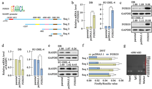 Figure 5. RASIP1 was transcriptional repressed by FOXO3.