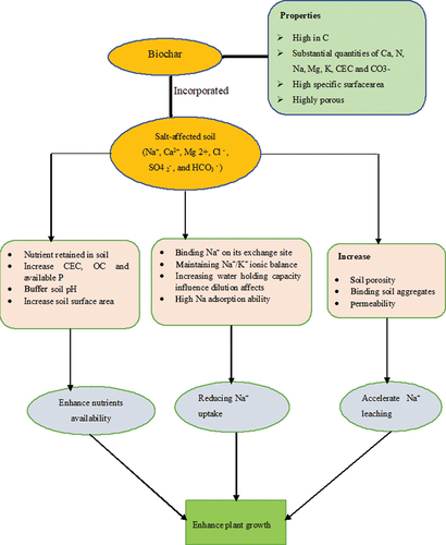 Figure 3. Systematic mechanisms of biochar interaction in salt-affected soil environment.