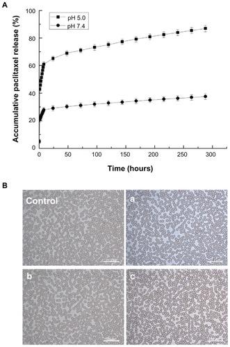 Figure 4 (A) Accumulative release profiles of paclitaxel and paclitaxel-loaded nanoparticles at different pH values (copolymer/drug 100:1, polyvinyl alcohol 0.5%). (B) Effects of PHEMA-g-(PLA-DPPE) nanoparticles on erythrocyte morphology. Control: erythrocyte morphology in normal mice blood (a); erythrocyte morphology in mice after receiving blank PHEMA-g-(PLA-DPPE) nanoparticle treatment via intraperitoneal injection (b); erythrocyte morphology of mice blood after incubating the blood with a final concentration of 5 mg/mL PHEMA-g-(PLA-DPPE) copolymers for 3 hours (c), erythrocyte morphology of mice blood after incubating the blood with a final concentration of 15 mg/mL PHEMA-g-(PLA-DPPE) copolymer for 3 hours.Abbreviations: PHEMA, poly (2-hydroxyethyl methacrylate; PLA, poly (lactide)-1; DPPE, 2-dipalmitoyl-sn-glycero-3-phosphoethanolamine.