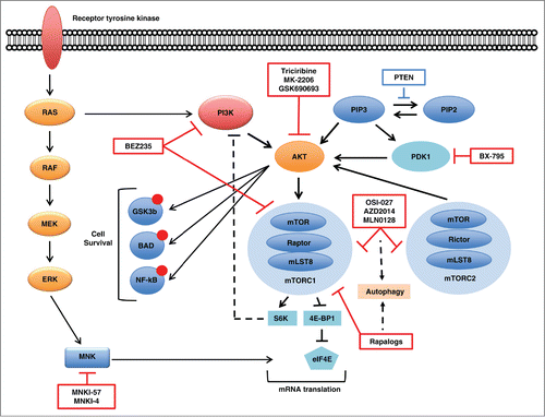 Figure 1. PIK3/AKT/mTOR signaling pathway in acute myeloid leukemia. Red boxes depict several inhibitors of specific pathway components undergoing preclinical or clinical studies. Dashed lines represent escape mechanisms of cell survival emerging after blockade of mTORC1 and/or mTORC2.