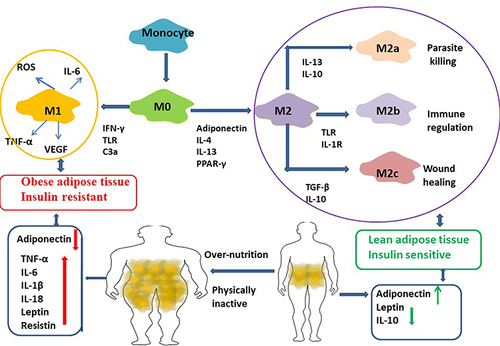 Figure 4 Macrophages (M0) were differentiated by human peripheral blood monocytes and then polarized to M1 and M2 phenotypes by using LPS/IFN-γ and IL-4/IL-13 respectively. Macrophages from lean adipose tissue are M2 phenotype, whereas in obese adipose tissue macrophages is M1 phenotype, expressing F4/80+CD11c+ and form crown‐like structures (CLS) surrounding the adipocytes. M1 macrophages mediate the metabolic complications, both in adipose tissue and by infiltration into other metabolic organs such as skeletal muscle. M2 macrophages can be divided into three major variants by different stimuli. M2a was elicited by IL-13 or IL-4. M2b was obtained by triggering Fc gamma receptors in the presence of a Toll receptor. M2c was elicited by IL-10, TGF-b or glucocorticoids. M2 macrophages express lower levels of inflammatory cytokines and higher levels anti-inflammatory cytokines. It participate in the lean adipose tissue insulin sensitive by the regulation of adiponectin, leptin and Il-10.