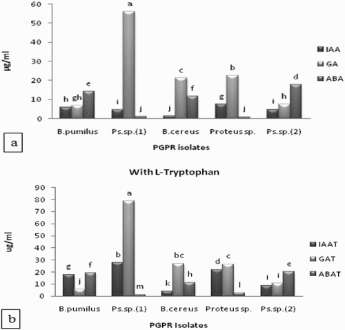 Figure 1. (a,b) Production of phytohormones (IAA, GA and ABA) by PGPR isolates in the presence of l-tryptophan in culture media. Whereas B. pumilus = B. pumilus isolated from rhizosphere of maize grown at the arid region, Ps. sp. (1) = Pseudomonas sp. (1) isolated from rhizosphere of maize grown at irrigated fields, B. cereus = Bacillus cereus isolated from rhizosphere of maize grown at the semi-arid region. Proteus sp. = Proteus sp. isolated from rhizosphere of rice grown at irrigated fields. Ps. sp. (2) = Pseudomonas sp. (2) isolated from rhizosphere of rice grown at raised bed condition. All such means which share a common English letter are similar, otherwise they differ significantly (p = .05).