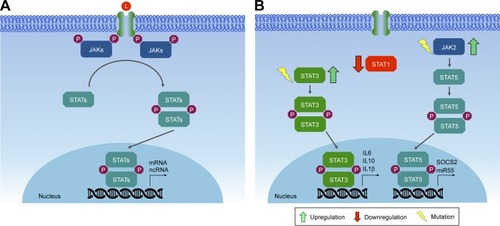Figure 4 JAK–STAT signaling pathway.