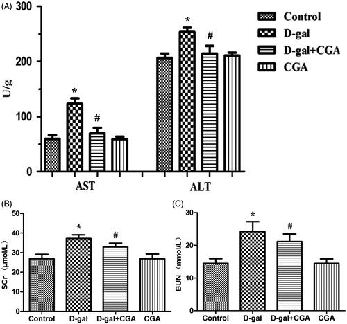 Figure 1. Effect of CGA on d-gal-induced changes in hepatic (A) and renal (B and C) functional markers. All data are represented as mean ± SD (n = 6). *p <0.05 as compared with the control group; #p <0.05 as compared with the d-gal group.