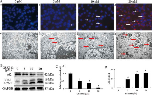 Figure 2. GSK343 induces autophagic cell death in Saos 2 cells.(a, panels a-d) LC3-II puncta formation in Saos2 cells treated with the indicated concentrations of GSK343 for 48 h, and examined by immunohistochemistry. Images were co-stained with DAPI and observed immediately using a Zeiss confocal microscope (magnification, x400). The arrow indicates LC-II puncta.(a, panels e-h) Autophagic vacuole formation in Saos2 cells treated with the indicated concentrations GSK343 for 48 h, captured by electronic microscopy (magnification, x15,000; scale bar, 500 nm).(b) The expressions of p62, LC3-I and -II in Saos2 cells treated with the indicated concentrations of GSK343 for 48 h, detected by western blot analysis. GAPDH was used as the loading control.(c) Relative expression of p62 against GAPDH at the indicated concentrations of GSK343. (d) LC-II/LC-I ratios in Saos2 cells treated with the indicated concentrations of GSK343 for 48 h. *P < .05 and #P < .01 compared with the control (0 μM of GSK343). Data shown are representative of a minimum of three independent experiments.