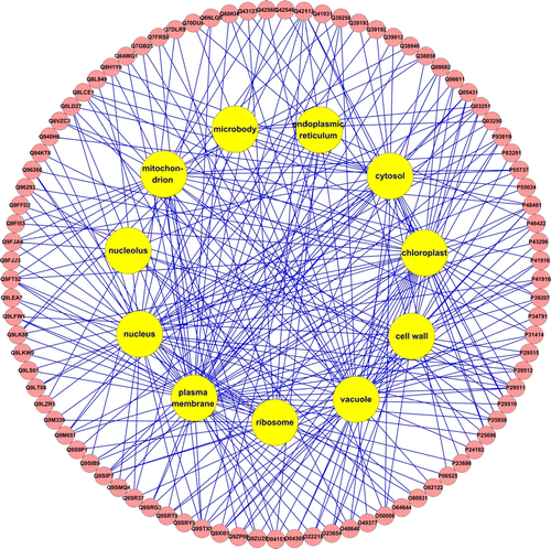 Figure 2.  Diagram of Arabidopsis thaliana salt-response proteins located in the cellular different components. Red circle represented proteins in the cellular components, yellow circle represented different cellular components.