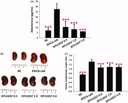 Figure 2. The effect of ethanol extract of L. paracasei subsp. paracasei NTU 101-fermented products on kidney function in rats with hypertension-induced vascular dementia. (A) Plasma aldosterone levels. (B) Representative images of the kidney. (C) Kidney weight relative to body weight (BW). NC: normal rats; DOCA-salt: rats receiving subcutaneous injection of deoxycorticosterone acetate (DOCA, 25 mg/kg BW/day), and 1.0% NaCl and 0.2% KCl in drinking water; NTU101F 0.5, 1.0, and 5.0: DOCA-salt rats treated with 11, 22, and 110 mg/kg BW/day, respectively, of ethanol extract of NTU 101-fermented products. The data are presented as the mean ± SD (n = 6). ***p < 0.001 versus DOCA-salt according to Duncan’s multiple range test.