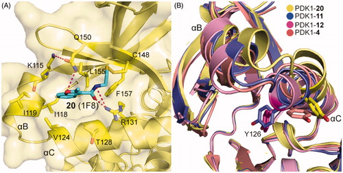 Figure 16. (A) Cartoon/surface representations of the interaction between 20 with the PIF-pocket of PDK1 (pale yellow; PDB ID: 3ORX). (B) Comparison of the helix αB and helix αC of PDK1-20 complex (pale yellow), PDK1-11 complex (slate), PDK1-12 complex (pink) and PDK1-4 complex (salmon).