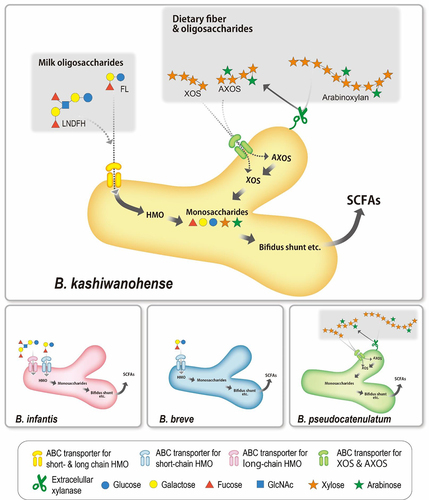 Figure 5. B. kashiwanohense strains utilize both milk- and plant-derived carbohydrates.