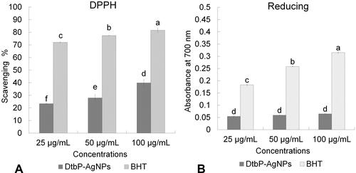 Figure 8 Antioxidant (A) (DPPH assay) and (B) (Reducing power assay) effect of DtbP-AgNPs. Columns with different letters (a,b,c,d,e,f) are statistically signiﬁcant at P < 0.05.