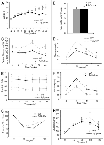 Figure 1.mBACTgDyrk1A mice exhibit glucose tolerance and improved insulin secretion. (A) Body weight change in wild-type and mBACTgDyrk1A mice. (B) Absence of effect of mBACTgDyrk1A on food intake. (C) Blood glucose concentrations in overnight-fasted wild-type and mBACTgDyrk1A mice. (D) i.p. glucose tolerance tests on 12-wk-old mice. (E) Serum insulin concentrations in 6-h-fasted mice at the indicated age. (F) In vivo insulin secretion in 16-wk-old mBACTgDyrk1A and wild-type mice. (G) Insulin tolerance test in 24-wk-old mice. (H) Pyruvate tolerance test in 24-wk-old mice. Data are shown as the mean ± SEM of at least 3 independent experiments. *P < 0.05; **P < 0.01; ***P < 0.005.