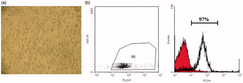 Figure 1. CD133 + stem cells isolation. (a) Cord blood-derived CD133 + stem cells in day 2 of differentiation. (b) Flowcytometry analysis of isolated CD133 + indicates 97% purity on the day of isolation.