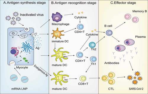 Figure 3. Mechanism of inactivated vaccine and mRNA vaccine. A. Antigen synthesis stage: Myocytes capture inactivated virus from inactivated vaccine and target mRNA LNP from the mRNA vaccine; B. Antigen recognition stage: (1) Antigen presenting cell including DC cells and macrophages recognize the antigen phagocytosed from muscle cells and present it to DC cells; (2) Common features: Both vaccines activate CD4+T cell immunity through the MHC class II pathway; (3) mRNA vaccine advantages: mRNA LNP can activate more CD8+T cells because of the presence of the MHC class I pathway; C. Effector stage: CTL and B cells are activated and destroy the virus. a. Ribosome b. endoplasmic reticulum c. golgiapparatus d. lysosome.