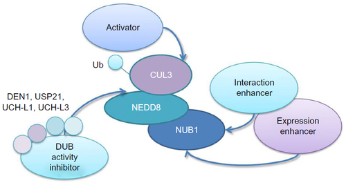 Figure 3 Targeting strategies for NUB1.