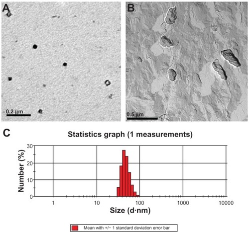 Figure 1 (A) TEM image of HSYA nanoparticles, (B) FERTEM image of HSYA nanoparticles, and (C) Size distribution of freshly prepared HSYA nanoparticles. Abbreviations: FER, freeze-etching replication; HSYA, hydroxysafflor yellow A; TEM, transmission electron microscopy.