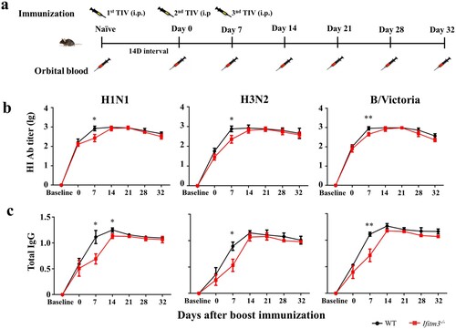 Figure 6. IFITM3 deletion led to low antibody response after third TIV immunization in mice. (a) WT and congenic Ifitm3-/- C57/6 mice (n = 5 per group) were immunized third by intraperitoneal injection of 50 μL of TIV (1.5 μg of each HA). The twice immunization was at day 14 after primary immunization, then the third immunization was at day 7 after twice immunization (n = 5 per group). (b) The serum HI titres were detected by HI against A/Michigan/45/2015 (H1N1), A/Hong Kong/4801/2015 (H3N2) and B/Brisbane/60/2008 (B/Victoria). (c) Total IgG was investigated by ELISA with split H1N1, H3N2 and B/Victoria (1 μg/ml of each HA). The y-axis represents OD450nm/630nm. The x-axis shows days after boost immunizations. The bars represent the mean values and the standard errors of the means. Significant differences are marked by * P < 0.05, ** P < 0.01, *** P < 0.001.