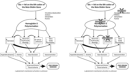 Figure 1. (a) Sickle Cell Pathophysiology. The pathophysiology of sickle cell anemia is complex and stems from the polymerization of HbS that occurs during periods of hypoxemia, dehydration, acidosis, and pyrexia. Polymers of sickle hemoglobin cause the characteristic shape change of the erythrocyte and lead to hemolysis, abnormal rheology, cellular adhesion and decreased nitric oxide availability. These changes result in anemia, vaso-occlusion and vasoconstriction that are the cause of SCD-associated end organ damage. (b) Sickle Cell Therapies Block Sickling Cascade. Voxelotor binds to the alpha subunit of the hemoglobin molecule and prevents circulatory desaturation which ultimately inhibits HbS polymerization. Hydroxyurea increases fetal hemoglobin levels which prevent HbS polyermization. Crizanlizumab block P-selectin and interrupts cellular adhesion. Mechanism for L-glutamine has not been fully elucidated to date. Adapted in part from [Citation1] with permission of Springer Nature