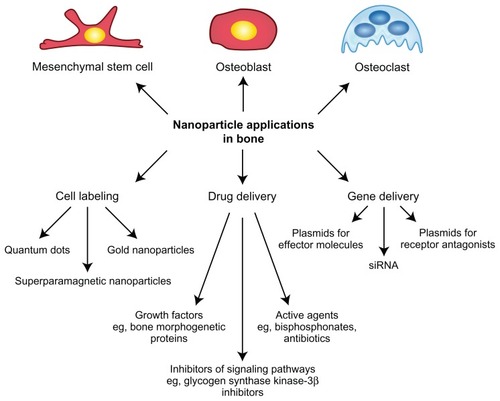 Figure 1 Overview of nanoparticle applications in bone, as highlighted in this review.