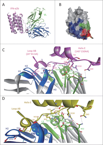 Figure 2. Predicted interaction mechanism of AIA22 with IFN-α2b and IFN-α1b. (A) The AIA22/IFN-α2b complex model. Variable region of AIA22 light chain (VL): green, variable region of heavy chain (VH): marine, IFN-α2b: pink. (B) The recognition region mapping of AIA22 (Green), IFNAR2 (Blue), and their overlapping region (Red) on IFN-α2b surface. (C) The predicted interaction interface between AIA22 and IFN-α2b. H1∼H3 and L1∼L3 represent the 6 CDR regions of heavy chain and light chain respectively. IFN-α2b and its residues are labeled as pink. The dotted lines between resides indicate hydrogen-bonds and solid lines indicate π interactions. (D) The predicted interaction interface between AIA22 and IFN-α1b. IFN-α1b and its residues were labeled as yellow. The atoms of Tyr99 (CDR H3) are displayed as CPK scale to clearly reveal its clash with IFN-α1b backbone residues Leu30 and Met31.