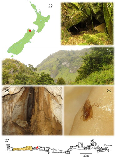Figures 22–27. (22) Location of Council Cave on the South Island of New Zealand; (23) Council Cave entrance; (24) general aspect of the karst area around Council Cave; (25) cave interior, showing speleothems on which adult specimens of C. persephone can be found; (26) carcass of a male found on a speleothem; (27) Council Cave map; the yellow area represents the sites where specimens are more commonly found; the red star marks the site where the female described in this study was found.