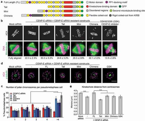 Figure 1. The long and highly flexible coiled-coil domain of CENP-E is essential for its kinetochore function. (a) Illustration (not drawn to scale) of GFP-tagged CENP-E constructs generated in this study. (b) Mini- and Chimera-CENP-E cannot rescue chromosome alignment defects caused by depletion of endogenous CENP-E. Immunofluorescence images were acquired using antibodies against centromere (ACA, a centromere/kinetochore marker, in upper panels) and tubulin (microtubules in lower panels) in human T98G cells. DNA was visualized by DAPI in lower panels. The percentage (mean ± SD) of mitotic cells with fully aligned chromosomes from three independent experiments are summarized (Mock siRNA: n = 644, CENP-E siRNA: n = 680, FL: n = 699, Tail: n = 621, Mini: n = 458, Chimera: n = 614, and CENP-E inhibitor GSK923295 (GSK) n = 686 cells). Scale bar, 5 μm. (c) Expressing Tail-, Mini-, and Chimera-CENP-E as well as inhibition of CENP-E motor activity have dominant negative effects on chromosome misalignment compared to CENP-E depletion. Histogram showing the number of polar chromosomes per metaphase cell (mean ± SD from three independent experiments) in cells co-transfected with the CENP-E siRNA and CENP-E constructs as indicated (CENP-E siRNA: n = 272, Tail: n = 376, Mini: n = 186, Chimera: n = 324, and GSK: n = 404). Two-way ANOVA followed by a Tukey’s multiple comparison test was used to compare the means (**** p < 0.0001). (d) The long and flexible coiled-coil is required for CENP-E motor activity. Immunofluorescence images of monastrol-treated cells expressing CENP-E constructs in cells depleted of endogenous CENP-E or treated with GSK923295 as indicated. Spindle poles and kinetochores were stained using antibodies against γ-tubulin and ACA, respectively. Scale bar, 5 μm. (e) Quantification (Mean ± SD from three independent experiments) of the distance of kinetochores from centrosomes shown in (d) (n = 30 cells per each condition). An unpaired t test or a One-way ANOVA followed by a Sidak’s multiple comparison test was used to compare the means (****p < 0.0001).