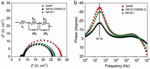 Figure 7. (a) Nyquist and (b) Bode plots of devices based on SANP, NR18-T and NR18-T/WER2-O photoanodes sensitized with N719 dye