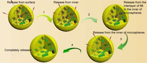 Figure 7 In vitro release processes of BMEM. The whole release of BMEM could be divided into 4 stages, including the release of BH (1) absorbed on the surface of the microsphere, (2) encapsulated in the microsphere matrix but not intercalated into the Mt layer, (3) absorbed on the surface of Mt, and (4) intercalated in Mt.Abbreviations: BH, betaxolol hydrochloride; BMEM, betaxolol hydrochloride encapsulated microsphere; Mt, montmorillonite.