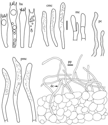 Figure 18. Microscopic features of Lactifluus curvativus sp. nov. All scale bars = 10 µm. Horizontal scale bars are for pileipellis and vertical scale bars are for other microscopic features.