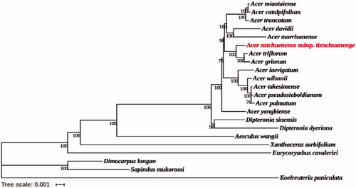 Figure 1. Phylogenetic tree reconstruction of 22 species using maximum likelihood (ML) based on the complete chloroplast genome sequences. There are the bootstrap support values from 1000 replicates given at each node. Their accession numbers are as follows: Acer catalpifolium: NC_041080; Acer davidii: NC_030331; Acer griseum: NC_034346; Acer pseudosieboldianum: NC_046487; Acer laevigatum: NC_042443; Acer miaotaiense: NC_030343; Acer morrisonense: NC_029371; Acer palmatum: NC_034932; Acer takesimense: NC_046488; Acer triflorum: NC_047296; Acer truncatum: NC_037211; Acer wilsonii: NC_040988; Acer yangbiense: MK479229; Aesculus wangii: NC_035955; Dimocarpus longan: NC_037447; Dipteronia dyeriana: NC_031899; Dipteronia sinensis: NC_029338; Eurycorymbus cavaleriei: NC_037443; Koelreuteria paniculata: NC_037176; Sapindus mukorossi: NC_025554; Xanthoceras sorbifolium: NC_037448.