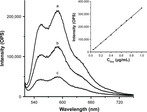 Figure 2 Fluorescence emission spectra of DOX in DOX-GCSx-CMβ-CD NPs.Notes: (a) DOX-GCS7.4-CMβ-CD NPs, (b) DOX-GCS13.0-CMβ-CD NPs, and (c) DOX-GCS23.3-CMβ-CD NPs. The inset is the calibration curve of DOX in pH 5.0 PBS.Abbreviations: DOX, doxorubicin hydrochloride; GCS, glycol chitosan; CMβ-CD, carboxymethyl–β-cyclodextrin; NPs, nanoparticles; PBS, phosphate-buffered saline.