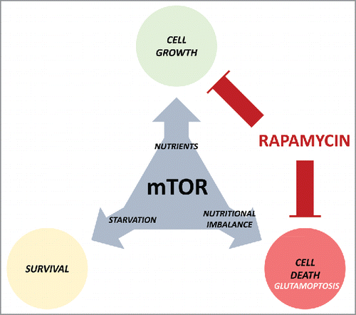 Figure 1. The many faces of the mammalian target of rapamycin (mTOR). mTOR promotes cell growth during nutrient availability, and its inactivation allows cell survival in nutrient-restrictive conditions. However, its anomalous activation induces cell death (glutamoptosis). Rapamycin treatment blocks cell growth, but at the same time guarantees cell survival during nutritional imbalance, a detrimental effect for cancer therapy.