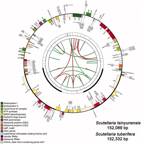 Figure 1. Graphic representation of features identified in the cp genomes of Scutellaria plants by using CPGAVAS2. Taking S. tsinyunensis as an example, the map contains four rings. From the center going outward, the first circle shows the forward and reverse repeats connected with red and green arcs, respectively. The next circle shows the tandem repeats marked with short bars. The third circle shows the microsatellite sequences identified using MISA. The fourth circle is drawn using drawgenemap and shows the gene structure on the cp genomes. The genes were colored based on their functional categories, which are shown in the left corner. Label intron-containing genes with *.