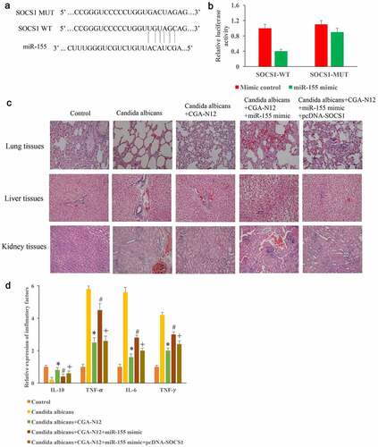 Figure 6. Inhibition of C. albicans by CGA-N12 might be achieved through miR155/SOCS1. (a) The binding site between SOCS1 and miR-155 was predicted; (b) The binding site between SOCS1 and miR-155 was identified; (c) Improvement of histological damage by CGA-N12 through miR155/SOCS1 axis; (f) Decreased of inflammatory factors by CGA-N12 was influenced by miR155/SOCS1 axis. *P < 0.05 compared with group C. albicans. # <0.05 compared with group C. albicans+CGA-N12. +<0.05 compared with group C. albicans+CGA-N12+ miR-155 mimic.