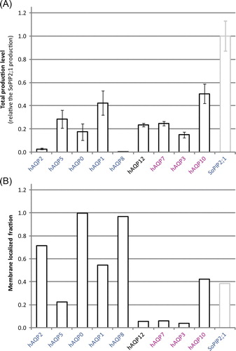 Figure 3.  Total and membrane integrated production of hAQPs in P. pastoris. (A) Bar chart showing the total production level of the different human aquaporins produced in the host P. pastoris relative the SoPIP2;1 production (in grey), for which the production is set to one. The y-axis represents average from triplicate cultures, error bars show the standard deviation (n=3). (B) Bar chart showing the membrane localized fraction for the hAQPs produced with moderate to high yield. The typical fraction of membrane localization is also shown for the reference protein, SoPIP2;1 (grey). High values indicate that a large fraction of the overproduced protein is entering the membrane. The hAQPs are grouped by their position in the phylogenetic analysis (Figure 1B); aquaporins are blue and aquaglyceroporins are purple. This Figure is reproduced in colour in Molecular Membrane Biology online.