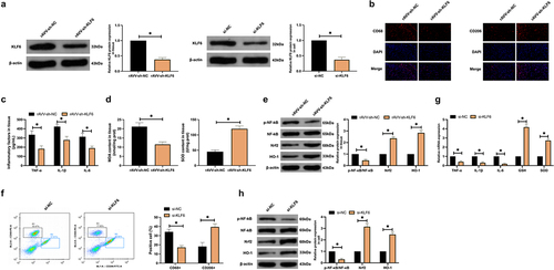 Figure 4. Inhibition of KLF6 accelerates M2 polarization. (a): Western blot detection of KLF6 in AMP rats’ brain tissue and microglial cells after delivering rAVV-sh-KLF6 or si-KLF6; (b): Immunofluorescence examination of CD68 and CD206 in AMP rats’ cerebral cortex; (c,d): ELISA test of TNF-α, IL-1β, IL-6, MDA, and SOD; (e): Western blot detection of p-NF-κB/NF-κB, Nrf2, and HO-1; (f): Flow cytometry detection of CD68+ and CD206+ microglial cell proportion; (g): RT-qPCR examination of TNF-α, IL-1β, IL-6, MDA, and SOD; (h): Western blot test of p-NF-κB/NF-κB, Nrf2, and HO-1. (c–e), in AMP rats’ brain tissue. (g,h), in microglial cells. (b–h), after repressing KLF6.