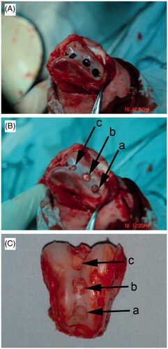 Figure 4. General observation of articular cartilage defects (A), implantation of bioceramic scaffolds (B), and articular cartilage regeneration after 12 weeks postimplantation (C) in Beagle femoral trochleae. (a): chondrocyte/osteoblast-loaded β-TCP bioceramic scaffold group, (b): chondrocyte-loaded β-TCP bioceramic scaffold group, and (c): β-TCP bioceramic scaffold group. n = 3.